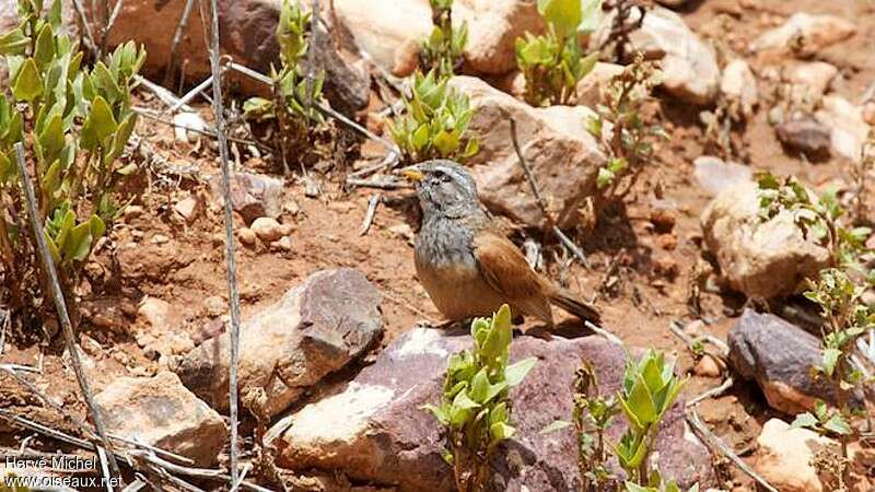 Bruant du Sahara mâle adulte nuptial, habitat, camouflage, pigmentation, pêche/chasse