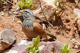 House Bunting