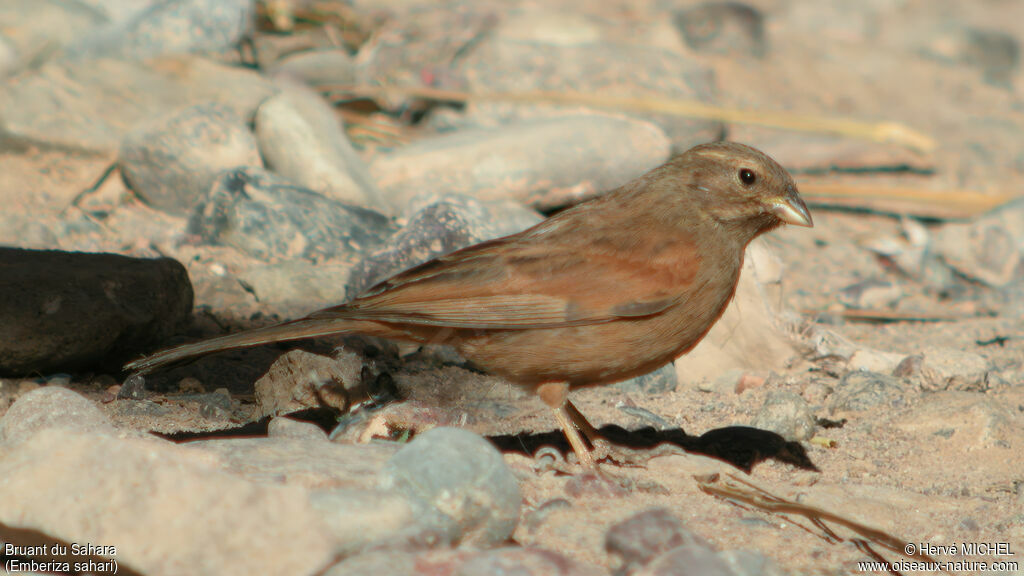 House Bunting female