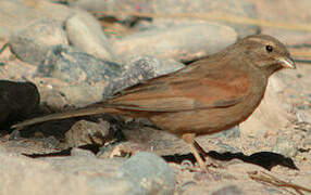 House Bunting