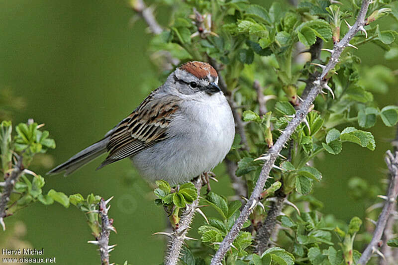 Chipping Sparrowadult breeding, close-up portrait