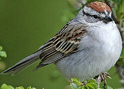 Chipping Sparrow