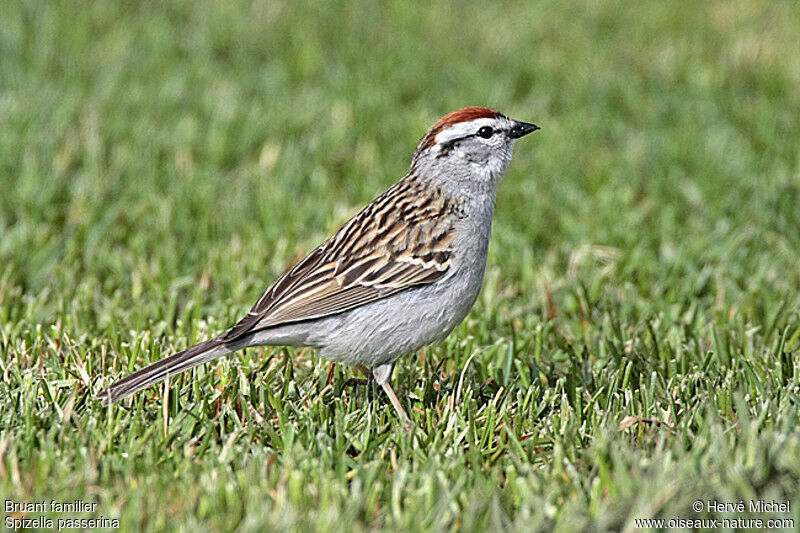 Chipping Sparrowadult breeding