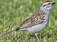 Chipping Sparrow