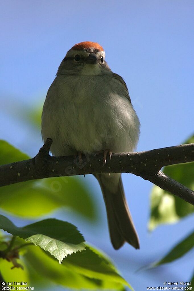 Chipping Sparrowadult breeding