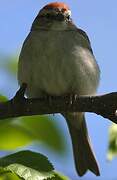 Chipping Sparrow