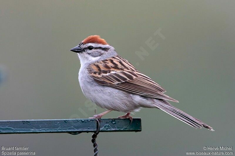 Chipping Sparrowadult breeding