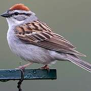 Chipping Sparrow