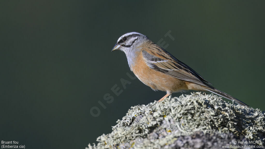 Rock Bunting male adult breeding