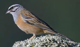 Rock Bunting