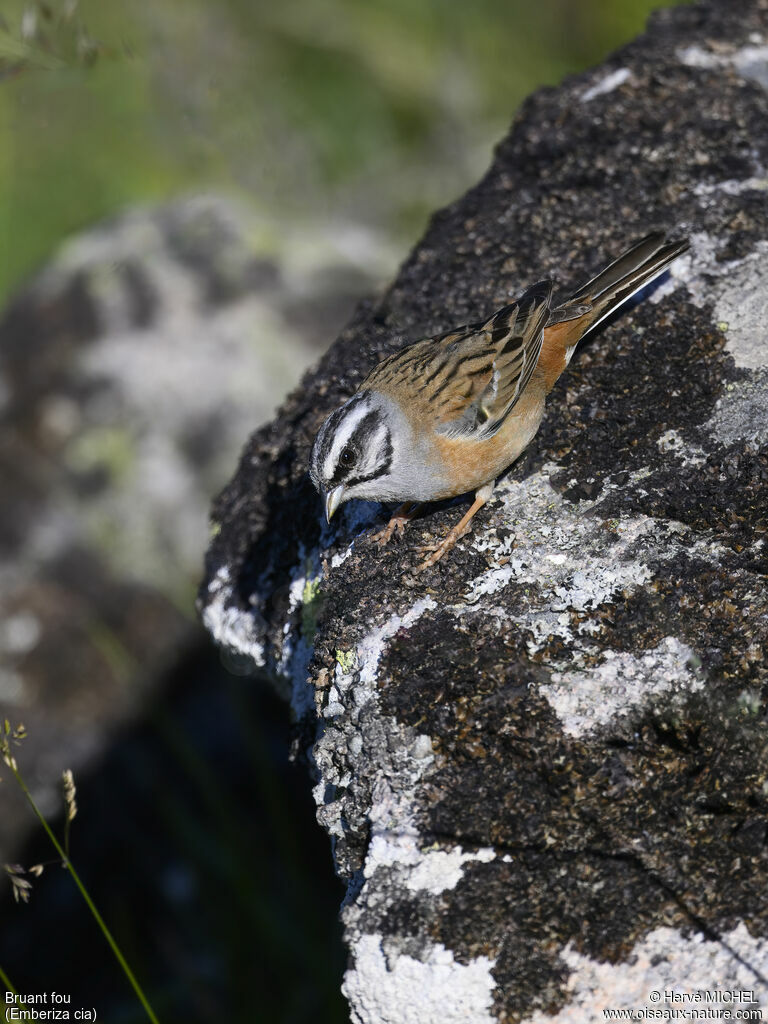 Rock Bunting