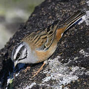 Rock Bunting