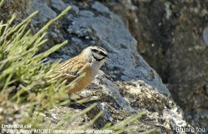 Rock Bunting