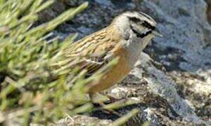 Rock Bunting