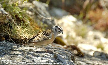 Rock Bunting