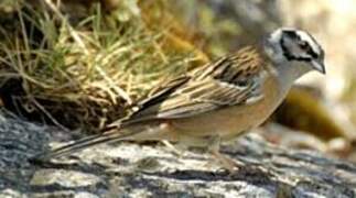 Rock Bunting