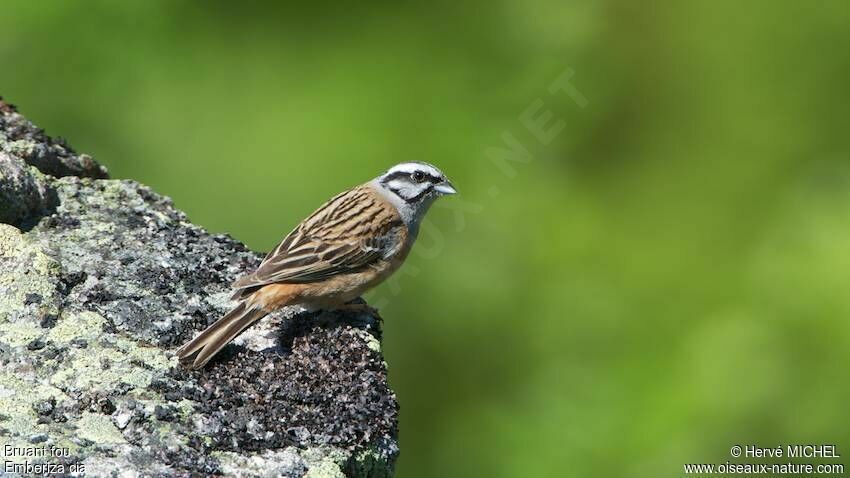 Rock Bunting male adult breeding