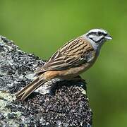 Rock Bunting