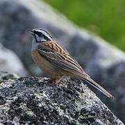 Rock Bunting