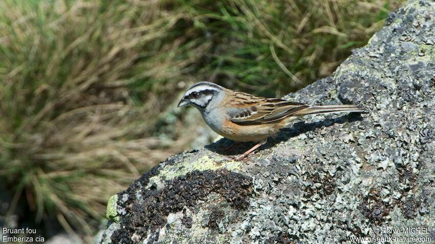 Rock Bunting male adult breeding