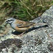 Rock Bunting