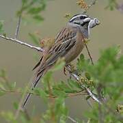 Rock Bunting