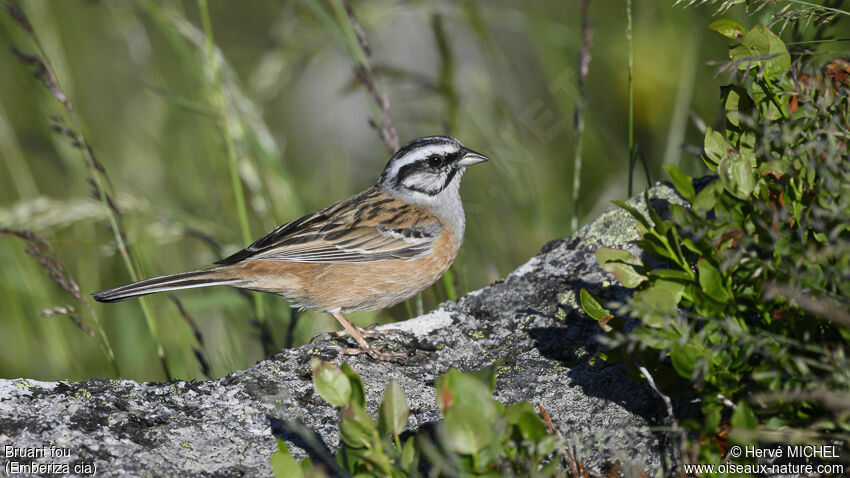 Rock Bunting male adult breeding