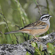 Rock Bunting