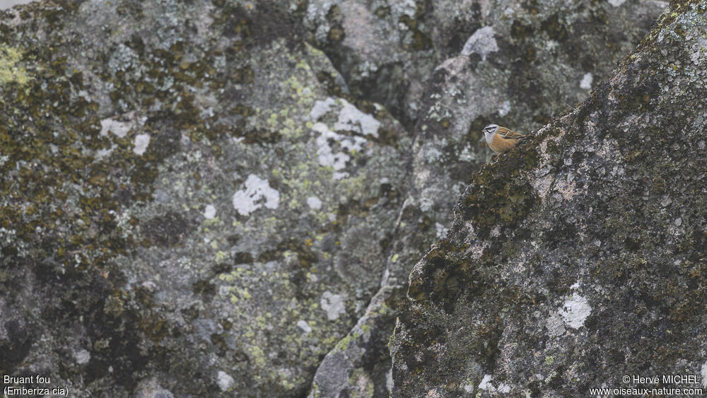 Rock Bunting