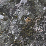 Rock Bunting