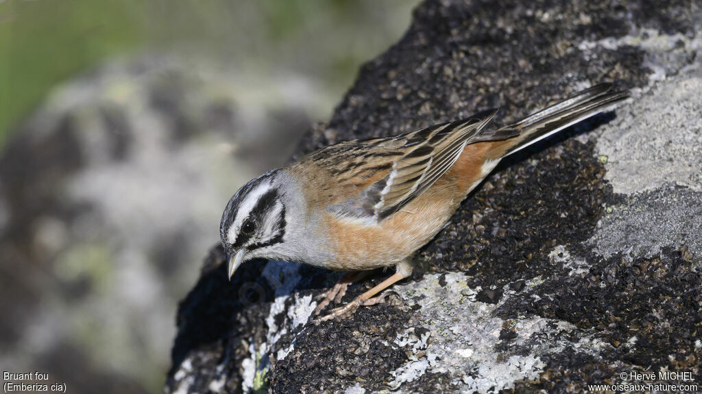 Rock Bunting male adult breeding