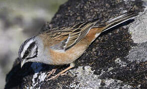 Rock Bunting