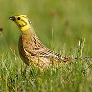 Yellowhammer