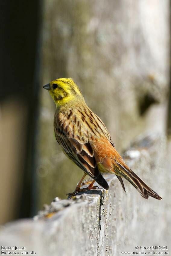 Bruant jaune mâle adulte nuptial