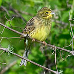 Bruant jaune