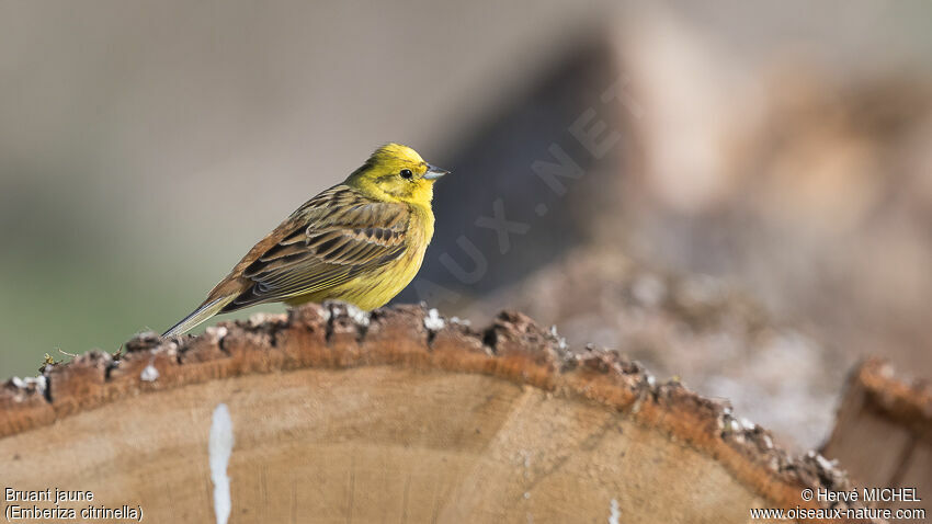 Bruant jaune mâle adulte nuptial