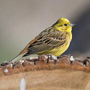 Yellowhammer