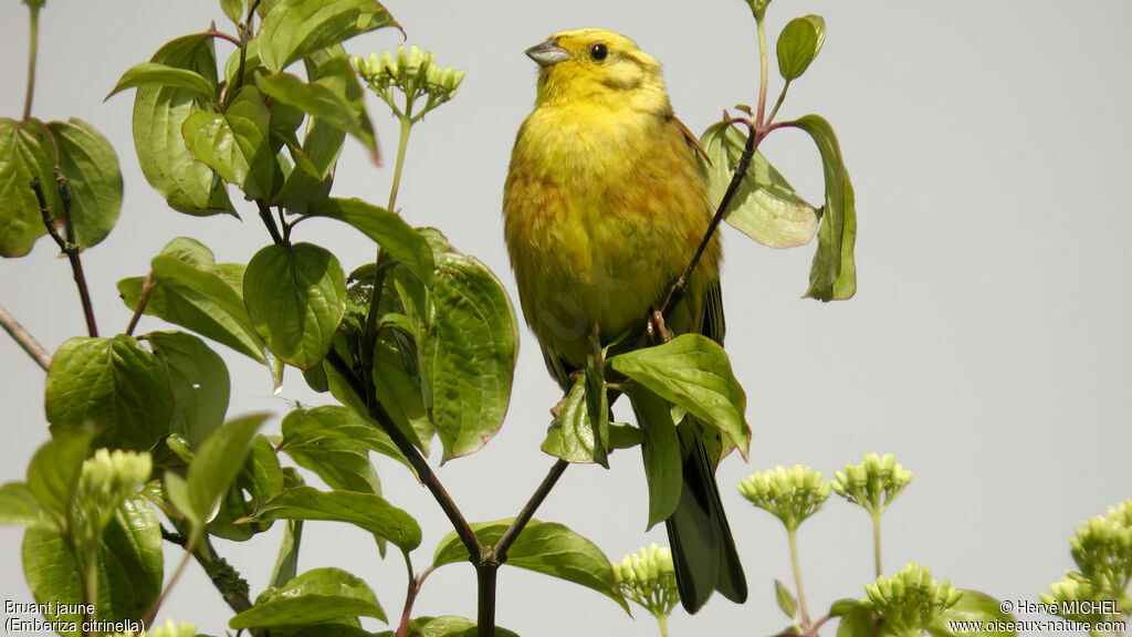 Bruant jaune