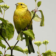 Yellowhammer