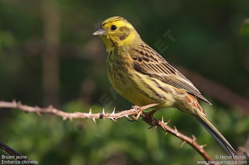 Bruant jaune mâle adulte nuptial