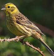 Yellowhammer