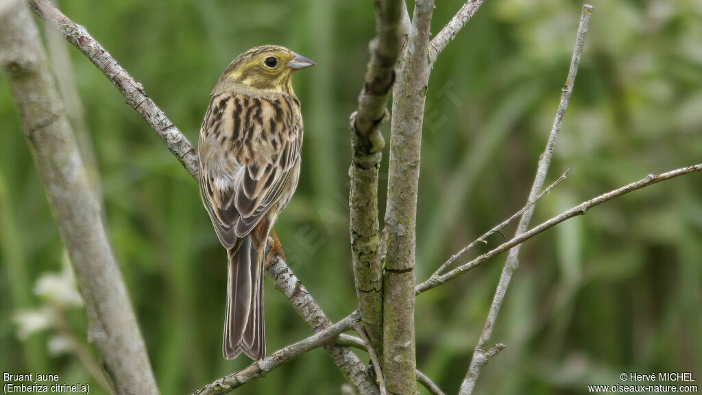 Yellowhammer female adult breeding