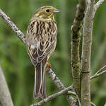 Bruant jaune