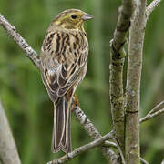 Yellowhammer