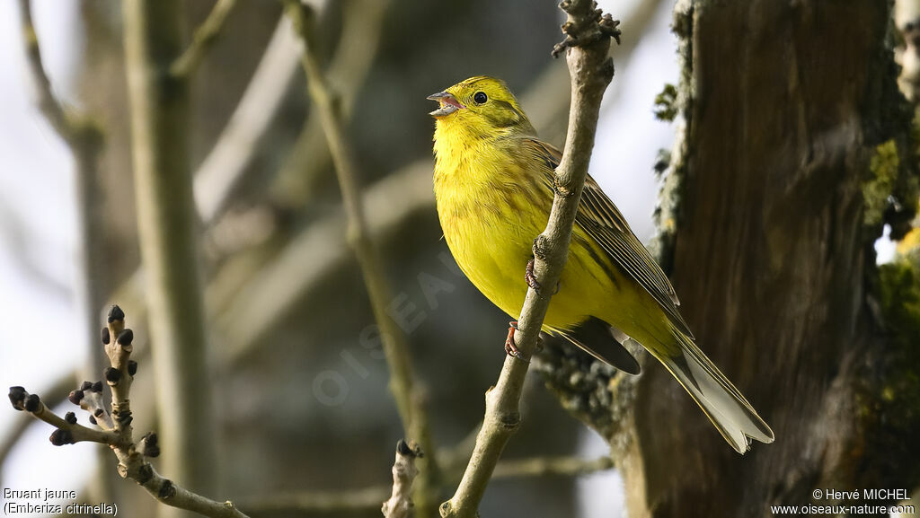 Bruant jaune mâle adulte nuptial