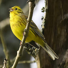 Bruant jaune