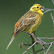 Bruant jaune