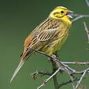 Bruant jaune