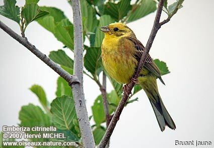 Bruant jaune mâle adulte nuptial