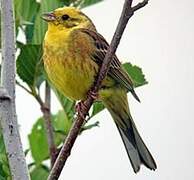 Yellowhammer